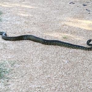 Morelia spilota spilota at Lake Curalo - 9 Apr 2024