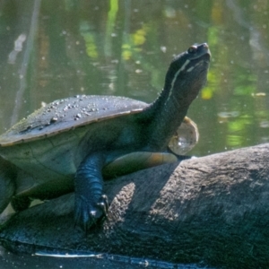 Emydura macquarii (Macquarie Turtle) at Horseshoe Lagoon and West Albury Wetlands by Petesteamer