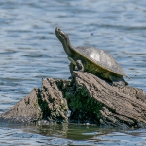 Emydura macquarii at Horseshoe Lagoon and West Albury Wetlands - 11 Nov 2023