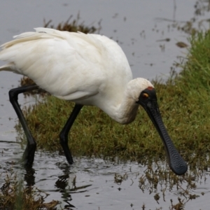 Platalea regia at Jerrabomberra Wetlands - 9 Apr 2024