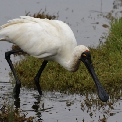 Platalea regia (Royal Spoonbill) at Jerrabomberra Wetlands - 9 Apr 2024 by RodDeb