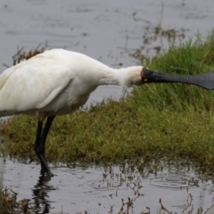 Platalea regia at Jerrabomberra Wetlands - 9 Apr 2024