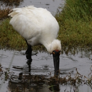 Platalea regia at Jerrabomberra Wetlands - 9 Apr 2024