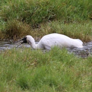 Platalea regia at Jerrabomberra Wetlands - 9 Apr 2024 12:10 PM