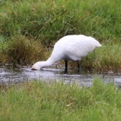 Platalea regia at Jerrabomberra Wetlands - 9 Apr 2024 12:10 PM