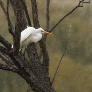 Ardea alba at Jerrabomberra Wetlands - 9 Apr 2024