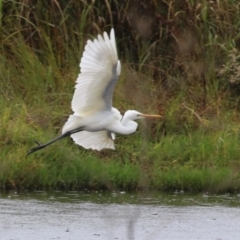 Ardea alba at Jerrabomberra Wetlands - 9 Apr 2024