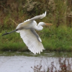 Ardea alba at Jerrabomberra Wetlands - 9 Apr 2024