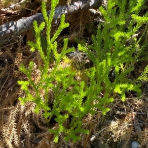 Austrolycopodium fastigiatum at Namadgi National Park - 25 Feb 2024