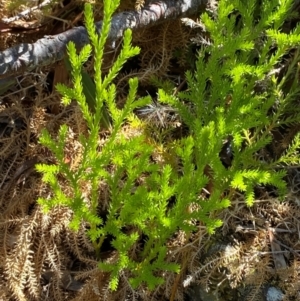 Lycopodium fastigiatum at Namadgi National Park - 25 Feb 2024