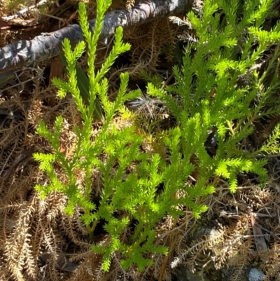 Austrolycopodium fastigiatum (Alpine Club Moss) at Namadgi National Park - 25 Feb 2024 by Tapirlord