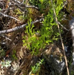 Austrolycopodium fastigiatum at Namadgi National Park - 25 Feb 2024