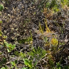 Austrolycopodium fastigiatum at Namadgi National Park - 25 Feb 2024