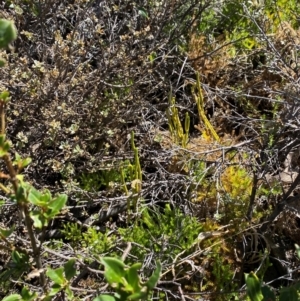 Austrolycopodium fastigiatum at Namadgi National Park - 25 Feb 2024