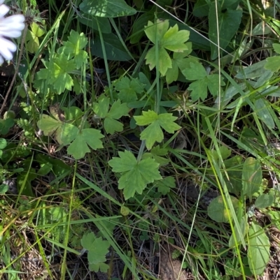 Ranunculus lappaceus (Australian Buttercup) at Namadgi National Park - 25 Feb 2024 by Tapirlord