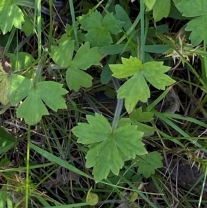 Ranunculus lappaceus at Namadgi National Park - 25 Feb 2024