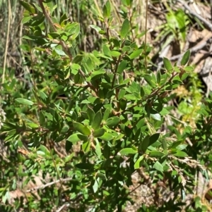 Leptospermum grandifolium at Namadgi National Park - 25 Feb 2024