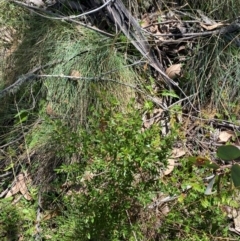 Leptospermum grandifolium at Namadgi National Park - 25 Feb 2024