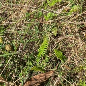 Blechnum penna-marina subsp. alpina at Namadgi National Park - 25 Feb 2024 01:51 PM