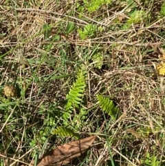 Blechnum penna-marina subsp. alpina at Namadgi National Park - 25 Feb 2024 01:51 PM