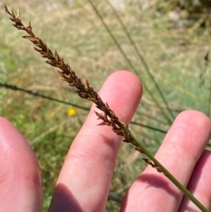 Carex appressa at Namadgi National Park - 25 Feb 2024