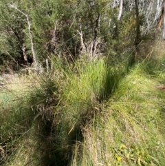 Carex appressa at Namadgi National Park - 25 Feb 2024 01:51 PM