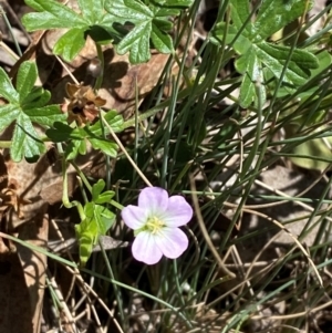 Geranium obtusisepalum at Namadgi National Park - 25 Feb 2024