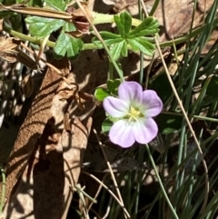 Geranium obtusisepalum at Namadgi National Park - 25 Feb 2024
