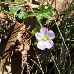 Geranium obtusisepalum at Namadgi National Park - 25 Feb 2024
