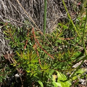 Persoonia chamaepeuce at Namadgi National Park - 25 Feb 2024