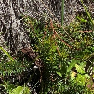 Persoonia chamaepeuce at Namadgi National Park - 25 Feb 2024 01:31 PM