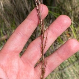 Dichelachne hirtella at Namadgi National Park - 25 Feb 2024