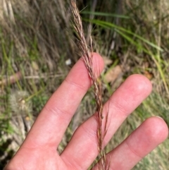 Dichelachne hirtella at Namadgi National Park - 25 Feb 2024