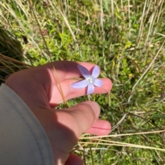 Wahlenbergia ceracea (Waxy Bluebell) at Namadgi National Park - 25 Feb 2024 by Tapirlord