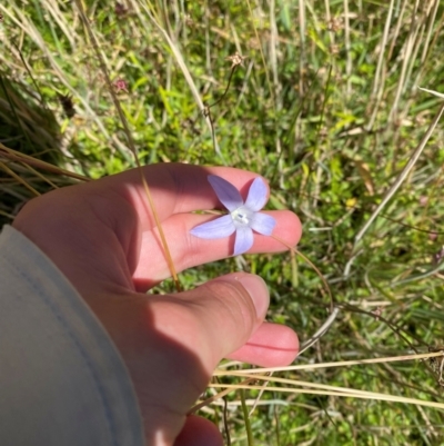 Wahlenbergia ceracea (Waxy Bluebell) at Namadgi National Park - 25 Feb 2024 by Tapirlord