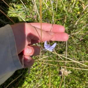 Wahlenbergia ceracea at Namadgi National Park - 25 Feb 2024 01:27 PM