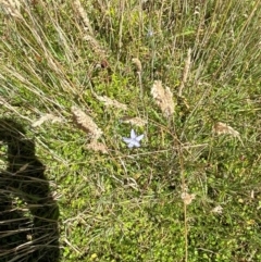 Wahlenbergia ceracea at Namadgi National Park - 25 Feb 2024