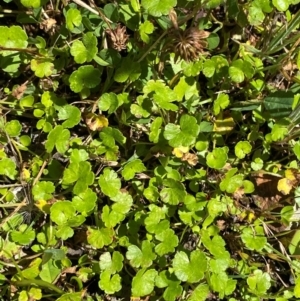 Hydrocotyle algida at Namadgi National Park - 25 Feb 2024