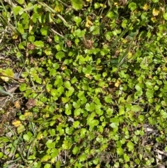 Hydrocotyle algida at Namadgi National Park - 25 Feb 2024