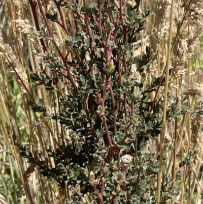 Leptospermum myrtifolium (Myrtle Teatree) at Cotter River, ACT - 25 Feb 2024 by Tapirlord