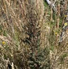 Leptospermum myrtifolium at Namadgi National Park - 25 Feb 2024