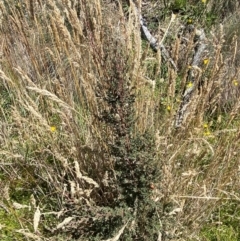 Leptospermum myrtifolium at Namadgi National Park - 25 Feb 2024