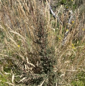 Leptospermum myrtifolium at Namadgi National Park - 25 Feb 2024