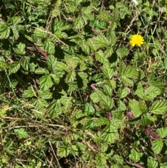 Rubus parvifolius (Native Raspberry) at Cotter River, ACT - 25 Feb 2024 by Tapirlord