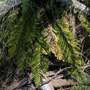Polystichum proliferum at Namadgi National Park - 25 Feb 2024