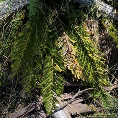 Polystichum proliferum (Mother Shield Fern) at Cotter River, ACT - 25 Feb 2024 by Tapirlord