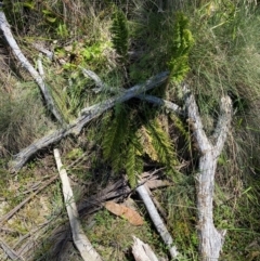Polystichum proliferum at Namadgi National Park - 25 Feb 2024