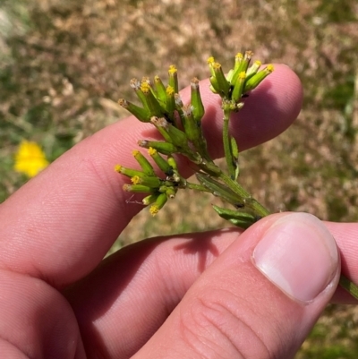 Senecio distalilobatus (Distal-lobe Fireweed) at Cotter River, ACT - 25 Feb 2024 by Tapirlord