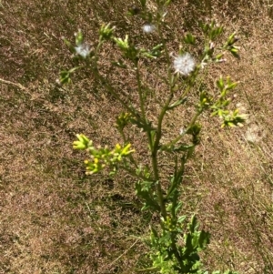 Senecio distalilobatus at Namadgi National Park - 25 Feb 2024