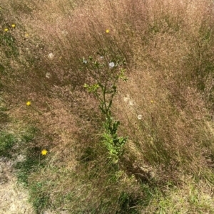 Senecio distalilobatus at Namadgi National Park - 25 Feb 2024